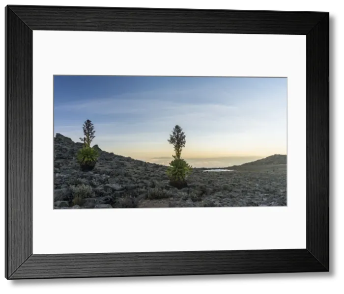 Framed Print : DDE-90020342