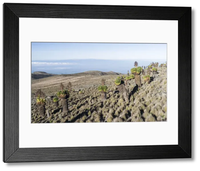 Framed Print : DDE-90020343 Framed Print : DDE-90020343