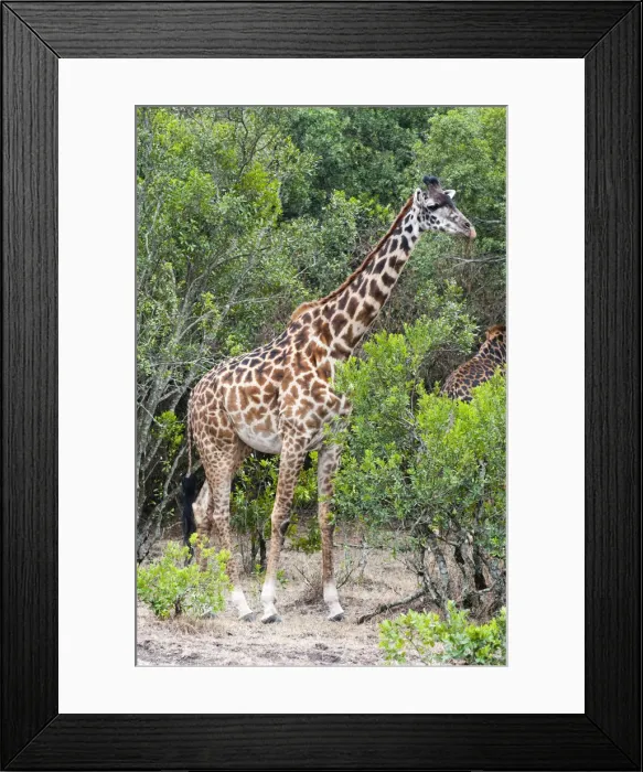 Framed Print : DDE-90020381 Framed Print : DDE-90020381