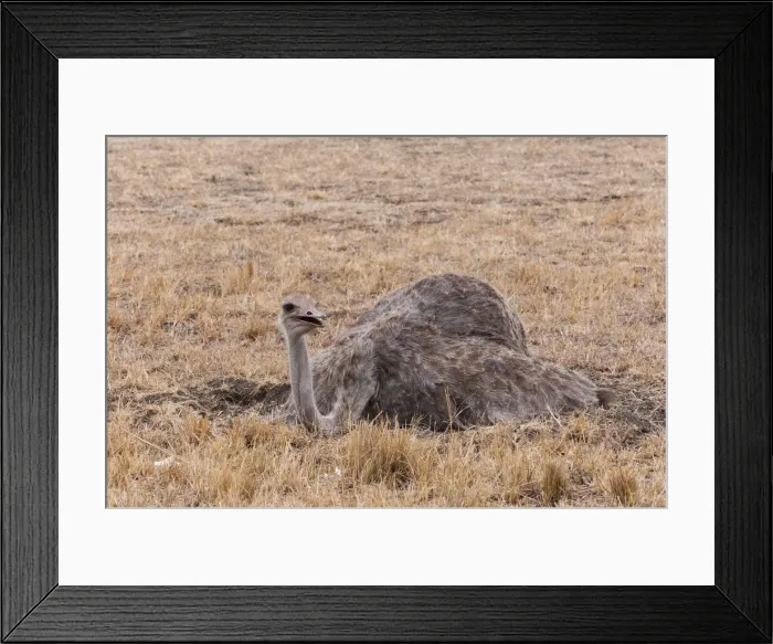 Framed Print : DDE-90020382 Framed Print : DDE-90020382