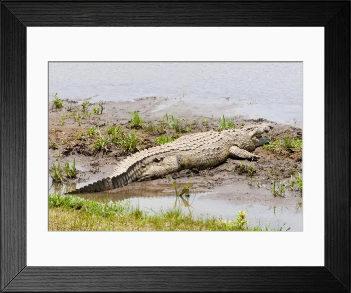 Framed Print : DDE-90020386