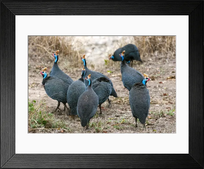 Framed Print : DDE-90020389 Framed Print : DDE-90020389