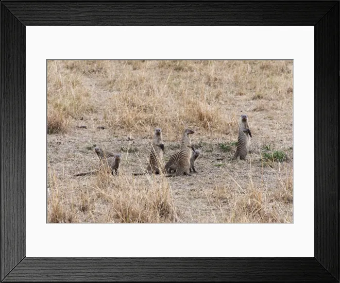 Framed Print : DDE-90020390 Framed Print : DDE-90020390