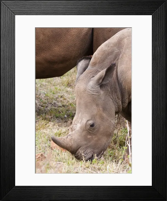 Framed Print : DDE-90020393