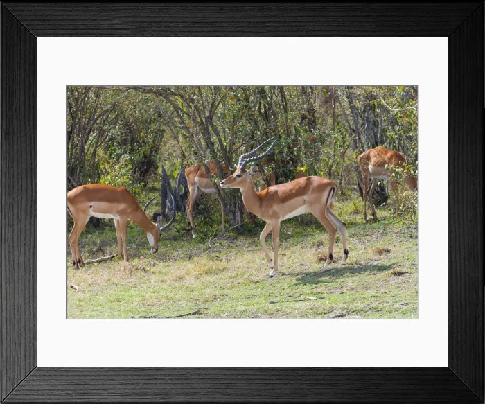 Framed Print : DDE-90020396 Framed Print : DDE-90020396
