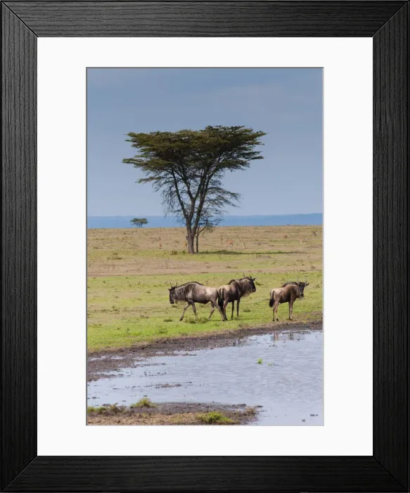 Framed Print : DDE-90020397 Framed Print : DDE-90020397