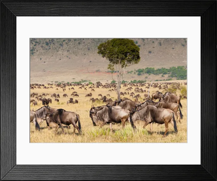Framed Print : DDE-90020401 Framed Print : DDE-90020401