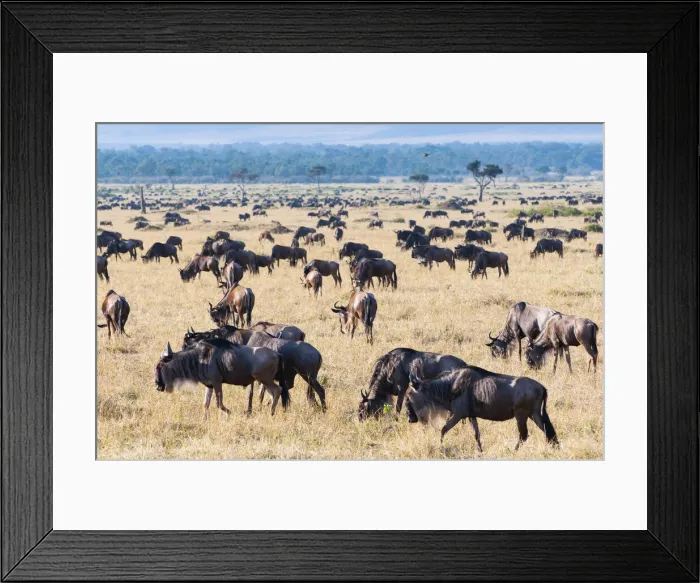 Framed Print : DDE-90020402 Framed Print : DDE-90020402