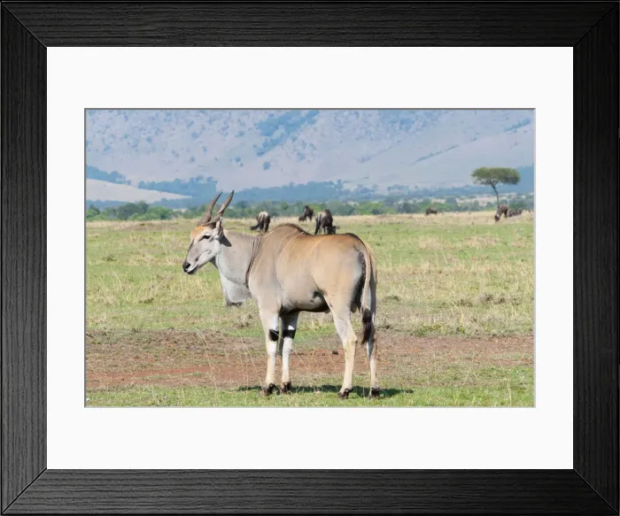 Framed Print : DDE-90020403