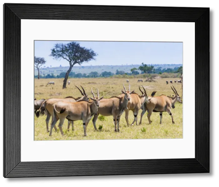 Framed Print : DDE-90020404 Framed Print : DDE-90020404