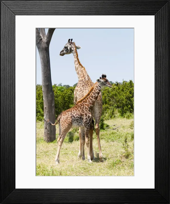 Framed Print : DDE-90020405 Framed Print : DDE-90020405