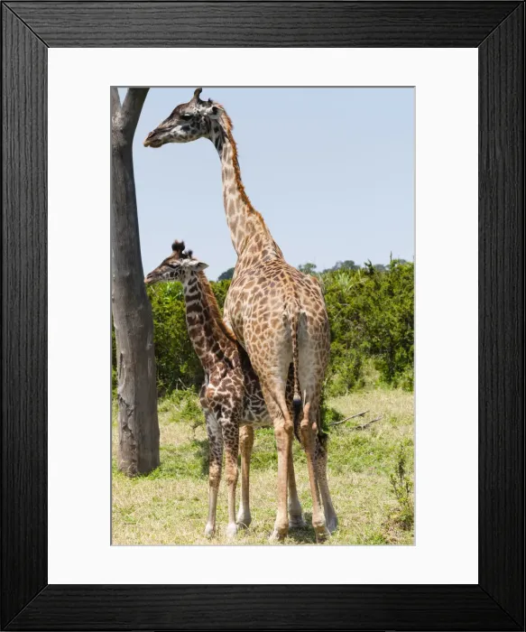 Framed Print : DDE-90020406 Framed Print : DDE-90020406