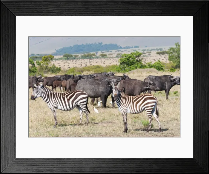 Framed Print : DDE-90020411 Framed Print : DDE-90020411