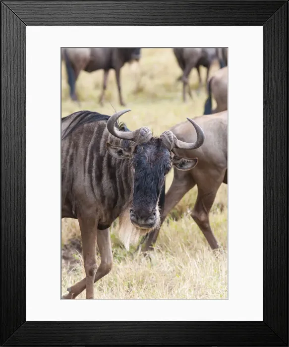 Framed Print : DDE-90020413 Framed Print : DDE-90020413