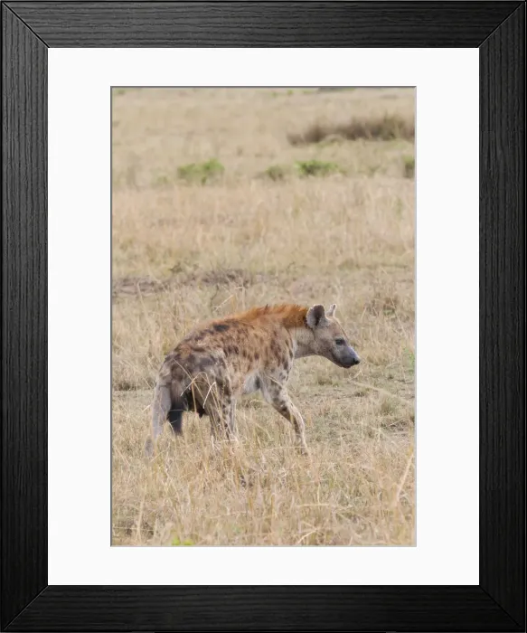 Framed Print : DDE-90020415 Framed Print : DDE-90020415