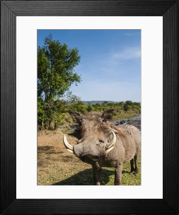 Framed Print : DDE-90020420 Framed Print : DDE-90020420