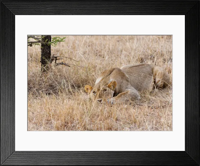 Framed Print : DDE-90020421 Framed Print : DDE-90020421