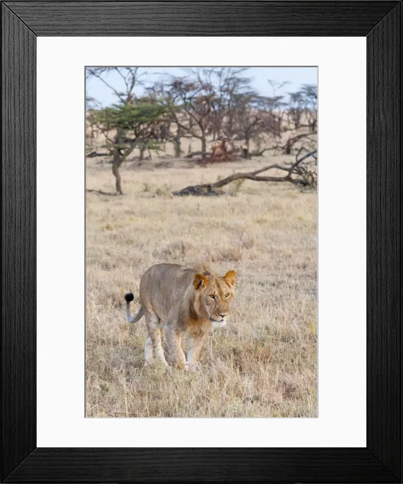 Framed Print : DDE-90020423 Framed Print : DDE-90020423