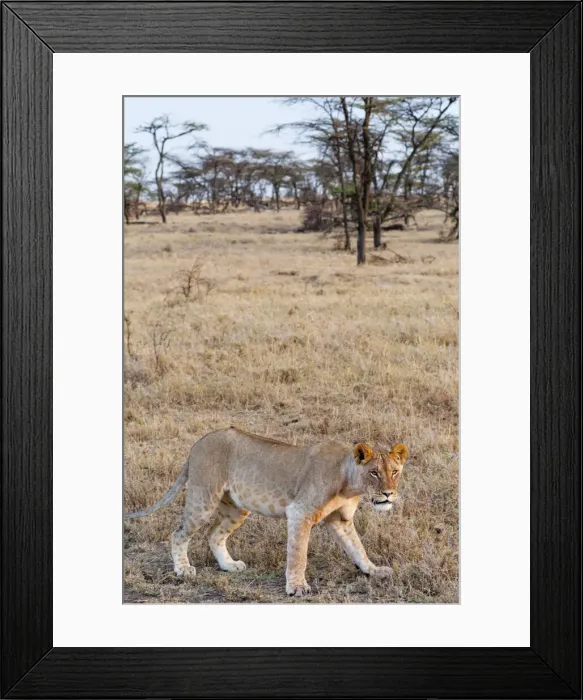 Framed Print : DDE-90020424 Framed Print : DDE-90020424