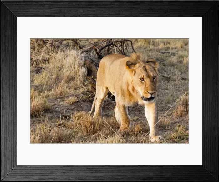 Framed Print : DDE-90020425 Framed Print : DDE-90020425