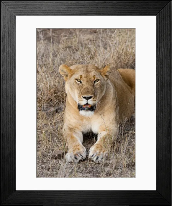 Framed Print : DDE-90020426 Framed Print : DDE-90020426