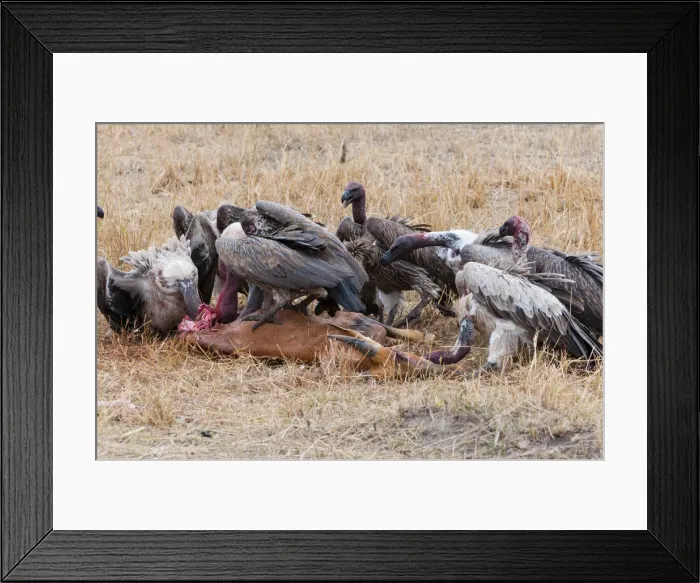 Framed Print : DDE-90020427 Framed Print : DDE-90020427