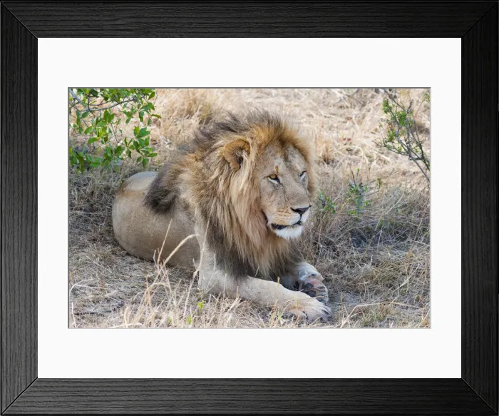 Framed Print : DDE-90020428 Framed Print : DDE-90020428