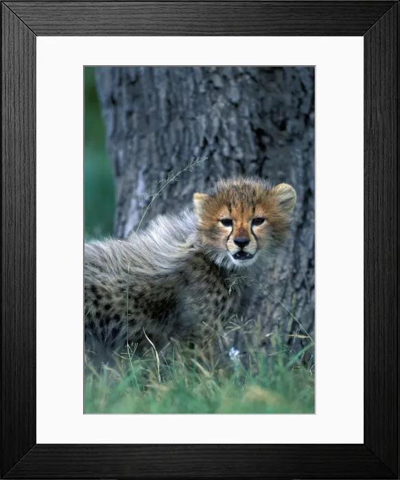 Framed Print : DDE-90020430 Framed Print : DDE-90020430