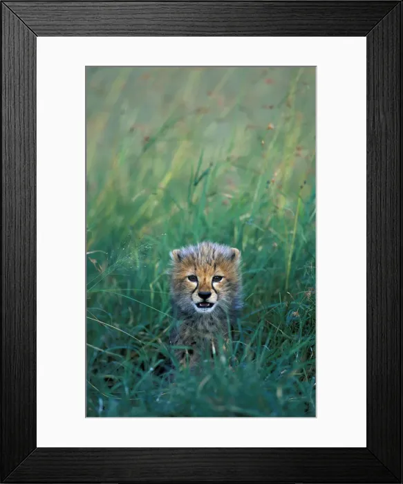 Framed Print : DDE-90020431 Framed Print : DDE-90020431