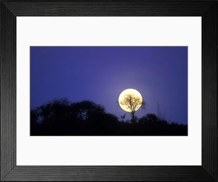 Framed Print : DDE-90020433 Framed Print : DDE-90020433