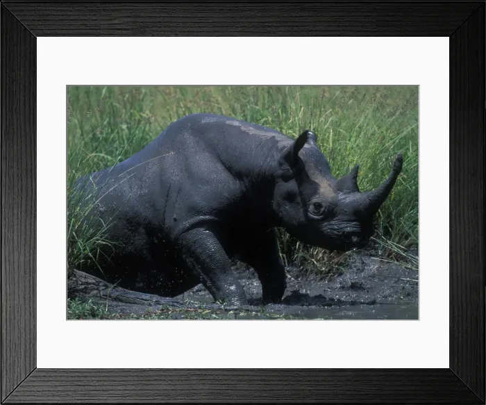 Framed Print : DDE-90020436 Framed Print : DDE-90020436