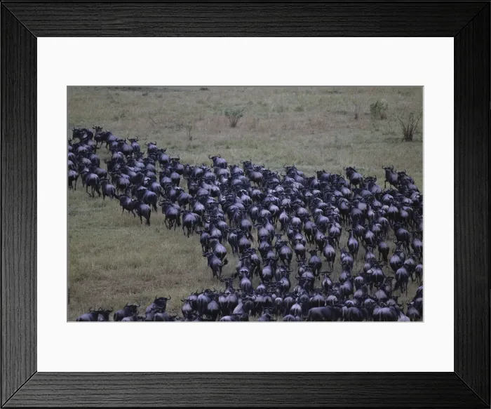 Framed Print : DDE-90020437