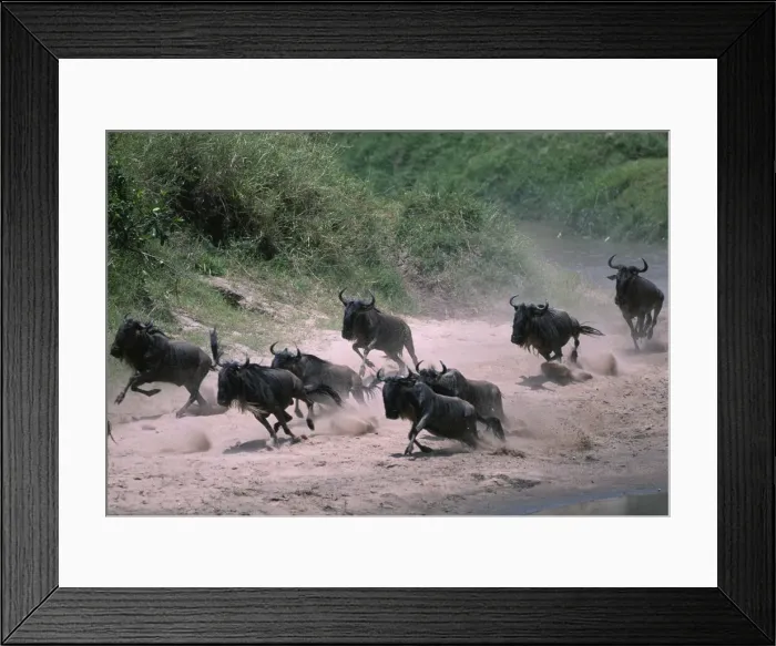 Framed Print : DDE-90020443 Framed Print : DDE-90020443