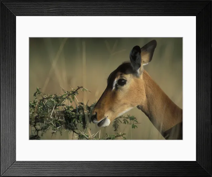 Framed Print : DDE-90020444 Framed Print : DDE-90020444