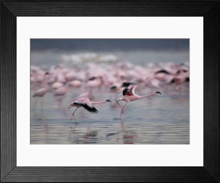 Framed Print : DDE-90020445 Framed Print : DDE-90020445