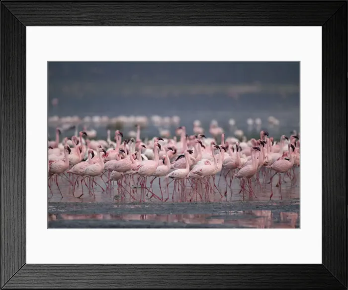 Framed Print : DDE-90020446 Framed Print : DDE-90020446