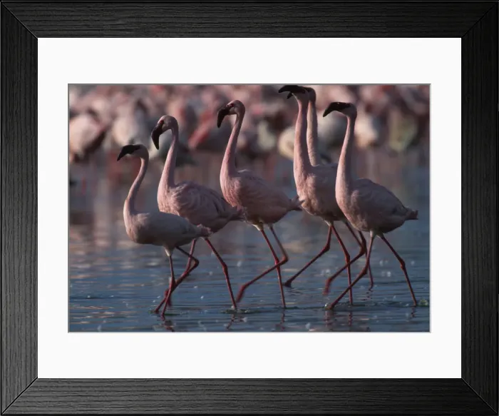 Framed Print : DDE-90020447