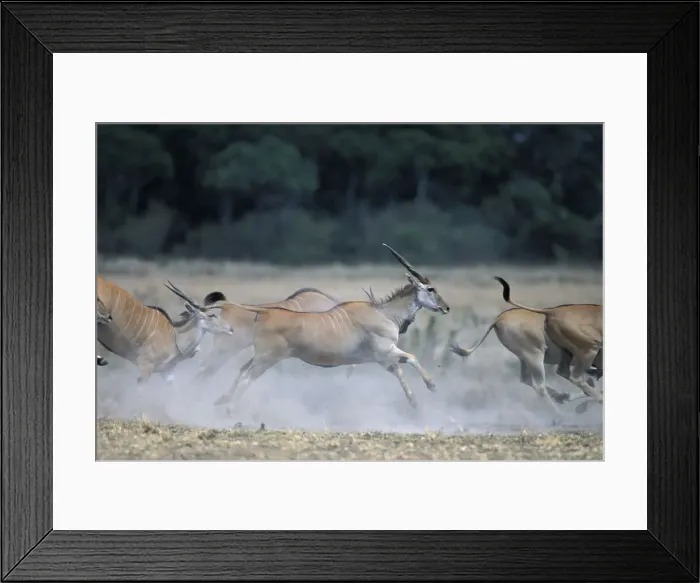 Framed Print : DDE-90020450 Framed Print : DDE-90020450