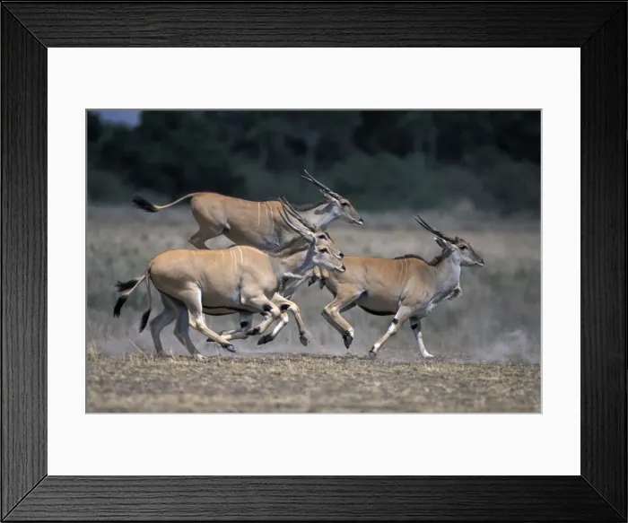 Framed Print : DDE-90020449 Framed Print : DDE-90020449