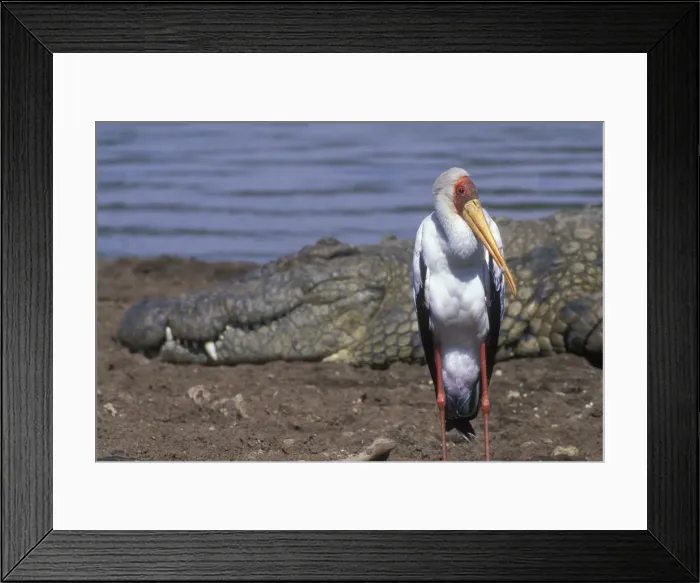 Framed Print : DDE-90020452