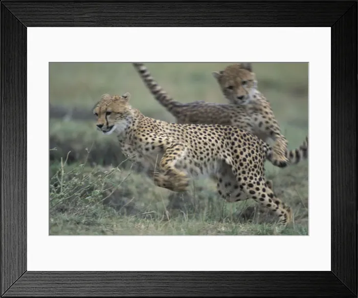 Framed Print : DDE-90020454 Framed Print : DDE-90020454