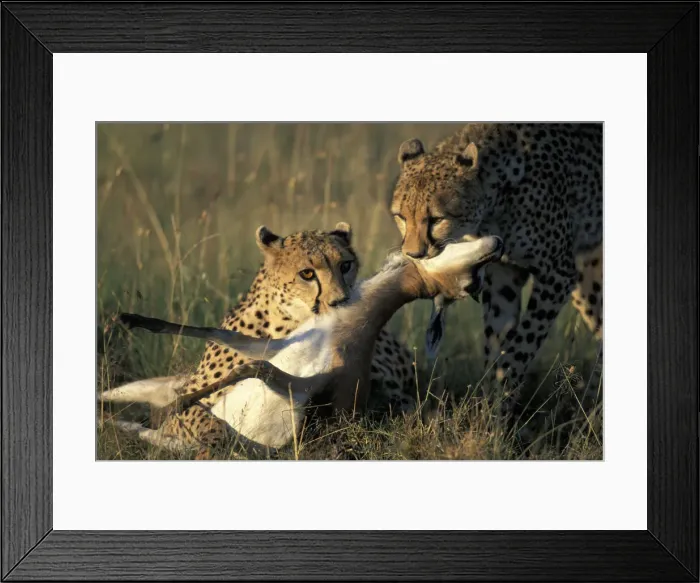 Framed Print : DDE-90020456 Framed Print : DDE-90020456