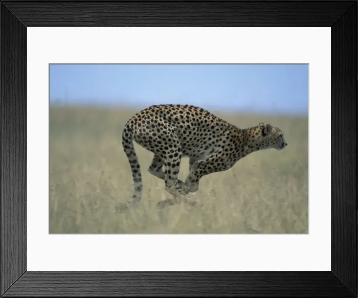 Framed Print : DDE-90020457 Framed Print : DDE-90020457