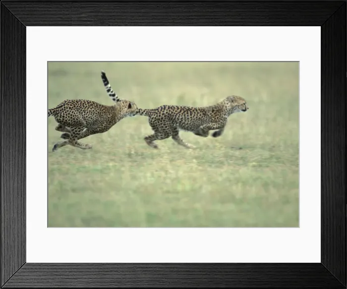 Framed Print : DDE-90020460 Framed Print : DDE-90020460