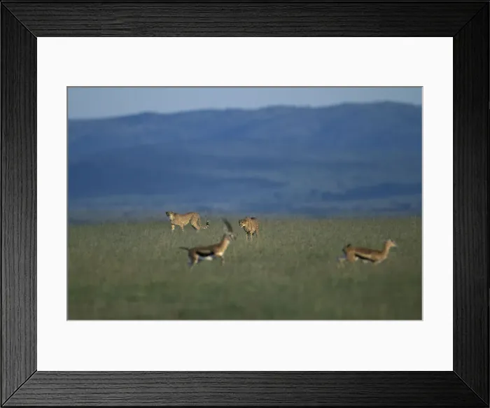 Framed Print : DDE-90020461