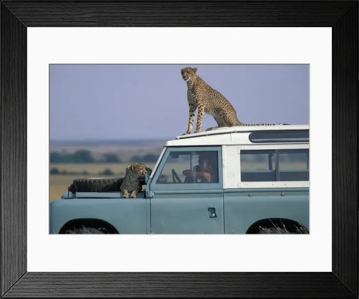 Framed Print : DDE-90020459 Framed Print : DDE-90020459