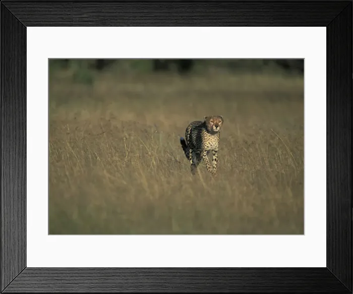 Framed Print : DDE-90020463 Framed Print : DDE-90020463