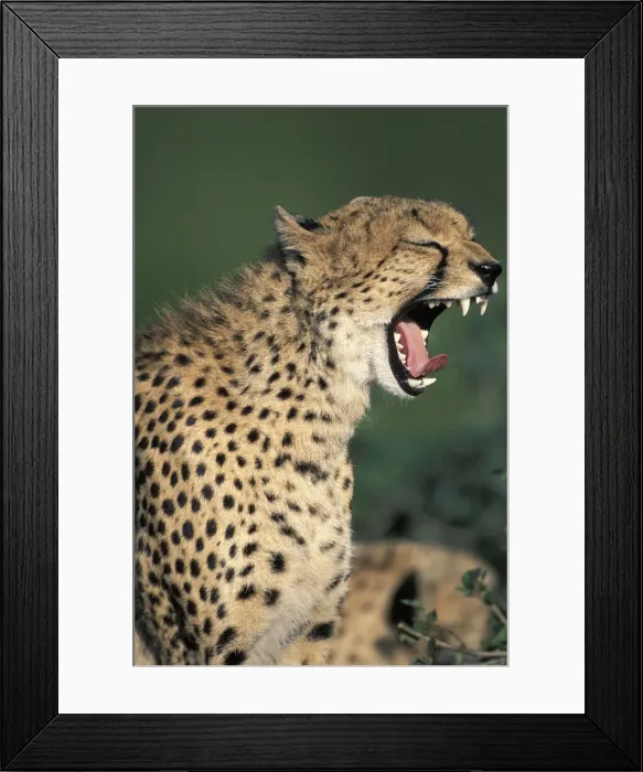 Framed Print : DDE-90020464 Framed Print : DDE-90020464