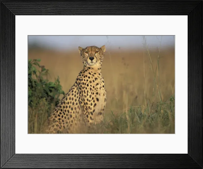 Framed Print : DDE-90020462