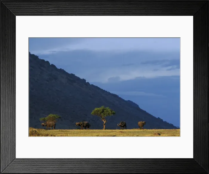 Framed Print : DDE-90020465 Framed Print : DDE-90020465